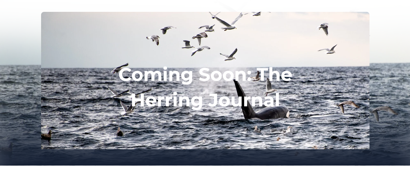 Text: Coming soon, The Herring Journal</p>
<p>Image: Orca whale breaching the ocean.